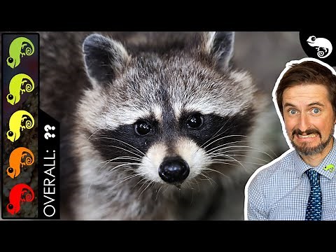 Raccoon, The Best Pet Mammal?