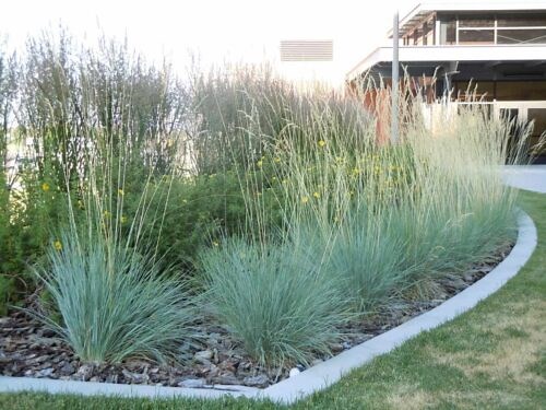 Blue Oat Grass - Grow, Care, Pruning, Companion Plants