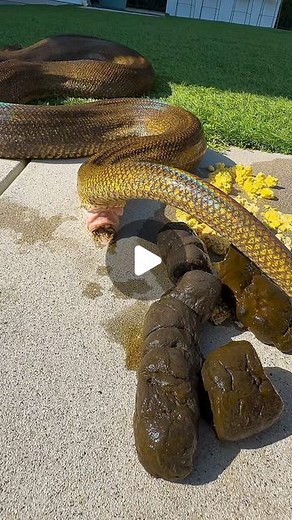Claudius Shropshire on Instagram: "“I never knew that snakes !” “Where do snakes  from?” “Do snakes have a ?” Well here’s a video to show you! 珞 The area that a snake defecates from is called the cloaca, and the yellow waste that you see is called urate. . . . . . . #randomfacts #snakesofinstagram #reticulatedpython #reticsofinstagram #poop #cloaca #themoreyouknow #interestingfacts"
