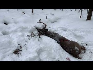 130” Vermont big woods buck tracked in the snow