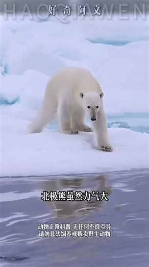 Who Is Stronger: A Tiger or a Polar Bear? #PolarBear #Tiger #Comparison
