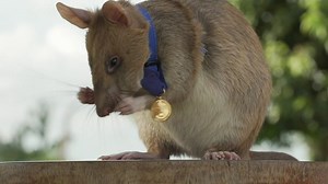 October 8, 2020 | News Quiz