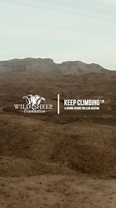 1.4K views · 22 reactions | Wild sheep are unique creatures and face...