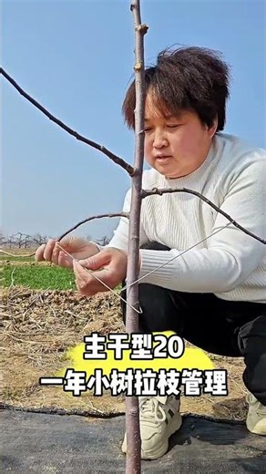 Fruit tree branch pulling first softens the branches and uses a branch puller#Fruit tree branch