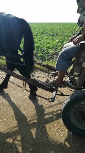 Unique Wooden Cart Experience in Rural Settings