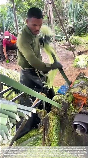 Feeding the Fibers: How a Machine Turns Green Leaves Into Rope