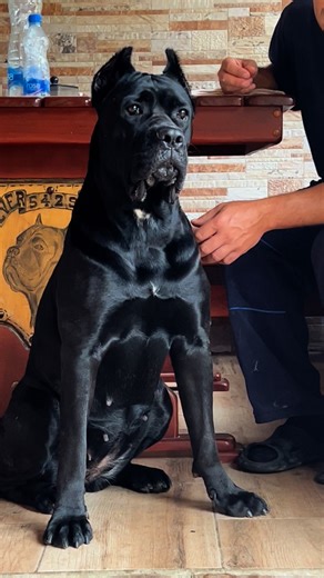 Zara Silver Lake Kojic ❤️🥰 | Cane Corso Silver Lake Kojic Kennel