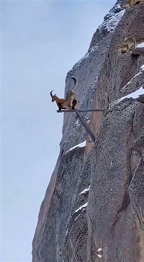 Mountain Goat's Insane Escape From Leopard Attack #wildlife #nature #survival