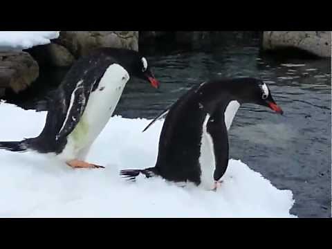 Penguin Swimming