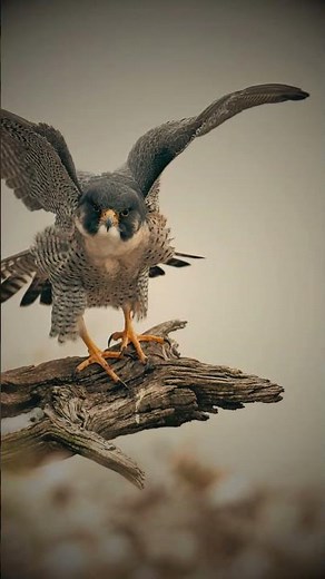 🦅 Falcon — grace in the sky, power in flight, master of speed#Falcon#Falcons