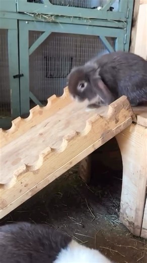 @lopbunniesnj | sliiiide to the left 🐰🤎 | Instagram