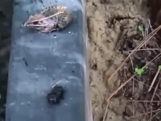 Frog Interactions with Insects on Sandy Surfaces