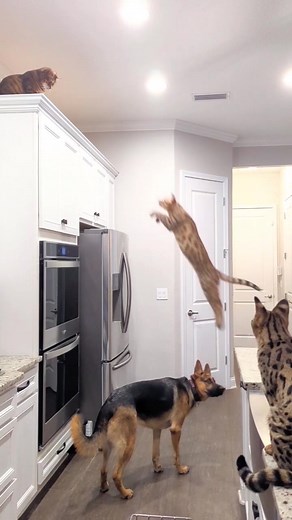 #jump #savannahcat #levelup #fyp #nolimits #catvideo #tiktok #petstory #petsoftiktok #pets #catlovers #catlife #catsoftiktok #cats #gsd #fyp #fun