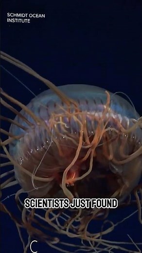 Scientists Found 31 New Creatures 800 Meters Below the Ocean 😳🌊