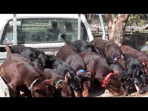 Fun Feeding Frenzy at Beloka Kelpies