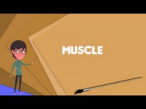 What is Muscle? Explain Muscle, Define Muscle, Meaning of Muscle