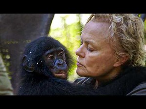 Congo’s Lost Children: The Bonobo Crisis