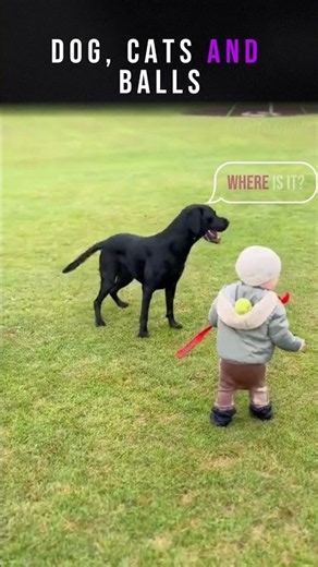 Dog Cats and Balls #Funny