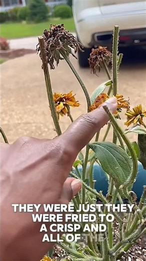 Relocating Rudbeckia | Keep her lifted in prayer🙏🏾🙏🏾#blackeyedsusan #gardeningvideos
