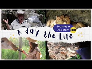 Peek Into the LIfe of a Zookeeper Assistant