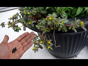 How to Harvesting Purslane Seeds in Pots - Grow Edible Weeds At Home