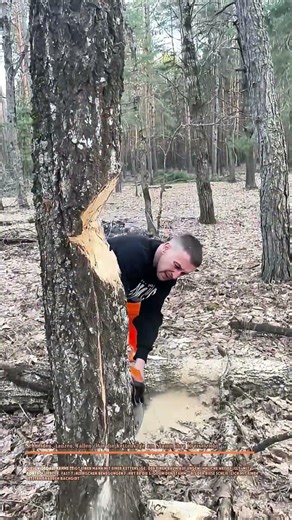 Schneiden, tanzen, fallen: Wie die Kettensäge am Stamm ihre Kreise zieht