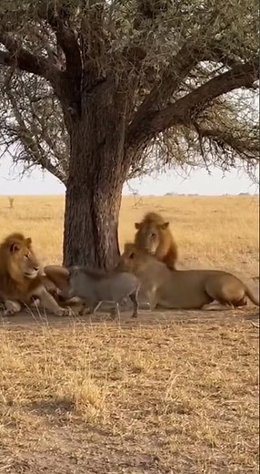 WARTHOG VS LION 🦁 FUNNY MOMENTS 😂