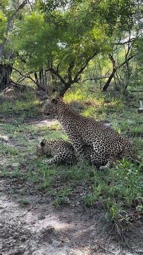 bolders and euphorbia mating #wildlife #wildlifephotography #youtubeshorts #trendingshorts
