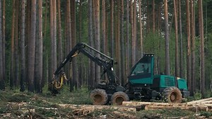 Heavy Harvester Machine Felling Tree For Processing Of Wood Material. Industrial Forestry Harvester Vehicle Processing Wood With Crane Equipped With Saw. Wood Log Harvester Machinery Processing