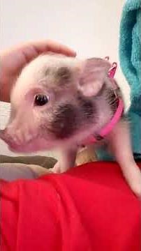 Nothing like a baby pig scream!!! Pigs as pets