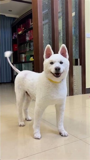Unleashing the Samoyed Spirit: The Fluffiest Breed