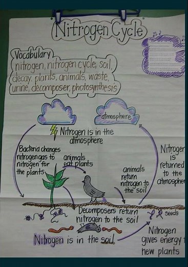 Know about Nitrogen Cycle || Science Basic of Nitrogen Cycle