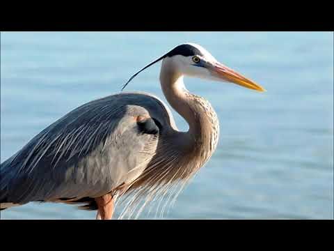 Great Blue Heron - Sound, Call, Song, Voice, And Other Noise Made by the Bird