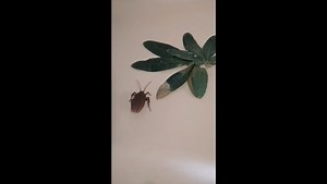 Watch Remote Control cockroach toy on Amazon Live
