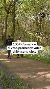 In spring, letting your dog run freely in the forest is forbidden!