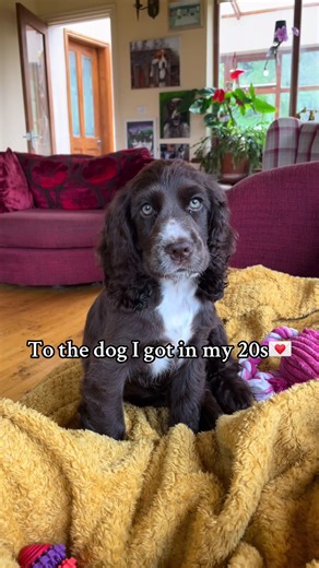 Celebrating the Joy of Cocker Spaniel Motherhood