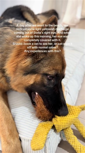 Germans Shepherd Eye Discharge: When to See a Vet