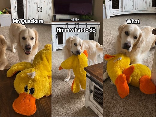 My Dog Is Obsessed With This Duck Toy Its been one year since we gave Charlie Mr. Quackers. So heres a throwback to Charlies 1st video with him | Charlie The Golden