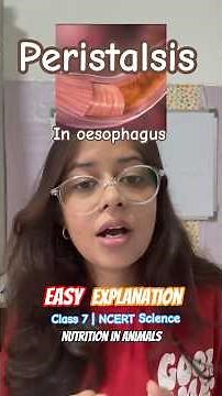 Peristalsis - Peristaltic Movement | Human Digestive System 🍽️ | Class 7 NCERT Science Explained !