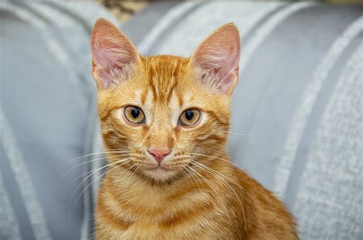 7 Fakta Unik Seputar Kucing Oranye, Benarkah Cenderung Lebih Galak dan Nakal? - Bobo