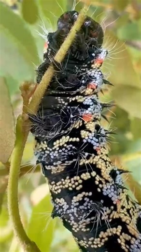 Lions Valley Lodge on Instagram: "The Mopane worm is an essential part of the ecosystems and a traditional protein-rich delicacy. Did you know it’s not actually a worm? It’s the caterpillar of the Emperor Moth (Gonimbrasia belina), one of Africa’s largest moths 🐛 Thanks to @angeliquestrapp for capturing this beauty!"