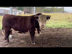 Powerful Two-Year-Old Hereford Bulls | Built for Real Ranchers with Real Goals