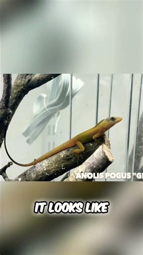 Who’s ready for some more HerpTime content? Let’s see those hands in the comments! 😁🦎