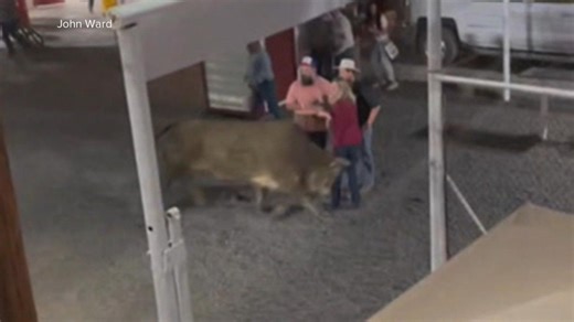 Bull jumps fence at Oregon rodeo, injures 3