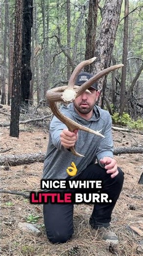 Always a good day when Ivory tips catch your eye! #shedhunting