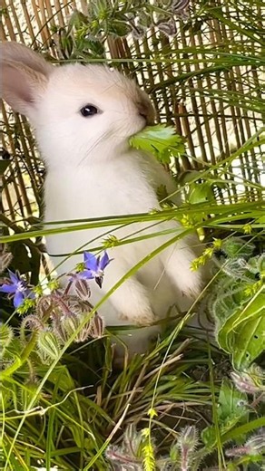 🌿The little white baby rabbit