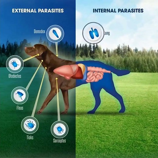 Why Nexgard Spectra is The Best Broad Spectrum Treatment for Dogs? | VetSupply