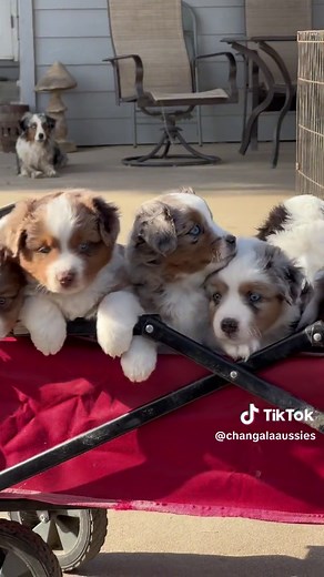 Miniature Australian Shepherd - The Most Beautiful 🥹