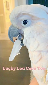 44K views · 9.2K reactions | We are so excited for the new merchandise I designed yesterday! Going LIVE to show it off soon. Here is Floyd with his first Tiki Shaped Ice Cube to get in the spirit! | Lucky Lou and Coco Too | Facebook