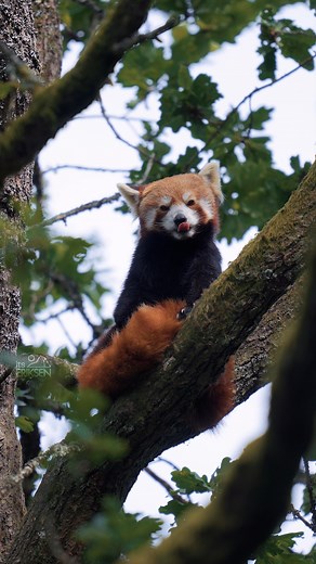 4.1K views · 459 reactions | Red pandas communicate with whistles and squeaks rather than roars — tiny voices, big personalities  #RedPanda #WildlifeFacts #AnimalBehavior #NatureSounds | Sondre Eriksen Hensema Photography | Facebook